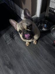 Sell french bull dog