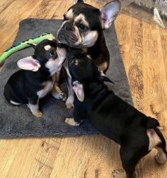 Energetic French Bulldog Puppies