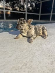 Rehoming my Merle Frenchie
