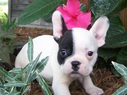 french bulldog pupies for sale