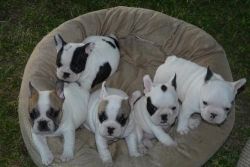 Chiots bulldog franÃ§ais pour adoption.