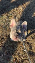 Frenchie male