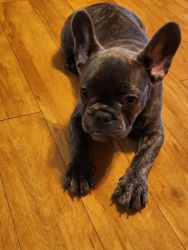French Bulldog puppies ready to be rehomed