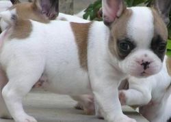 First Class French Bulldog Puppies For Sale