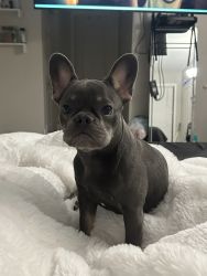 9 month old Female Frenchie