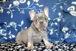 AKC French Bulldog Puppies for sale - California