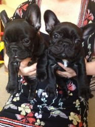 Well trained french bulldog puppies here.
