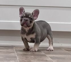 Upcoming Frenchie Litter