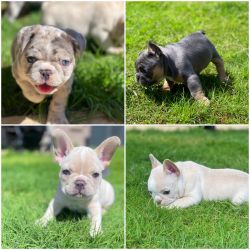 Frenchie Puppies Ready for New Home