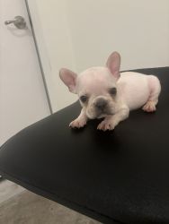 AKC Registered Frenchies