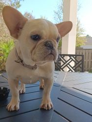 We have 1 Frenchie looking for their forever home / AKC registered