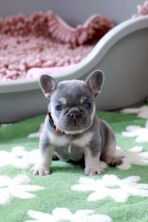 Monika - Lilac Tan French Bulldog puppy