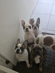 French bulldog pups ready reduced