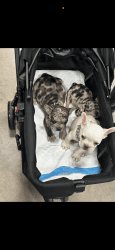 Frenchie fluffy carrier AKC