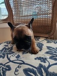 Adorable frenchie