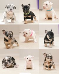 French bulldogs for sale!
