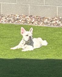 Phoenix, AZ -4 month old Male French Bulldog Puppy