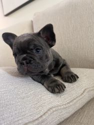 Blue & Tan Frenchie Puppy