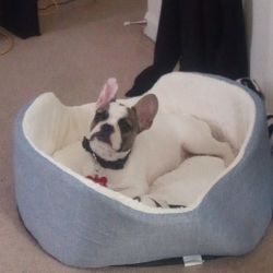French bulldog puppy for sale
