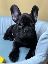 French Bulldog little girl is looking for a loving family.