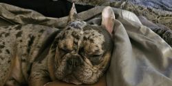 Pure Breed Frenchie