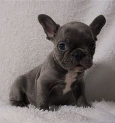 Blue French Bulldog Puppies Available.