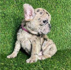 Lovely French Bulldog Puppies for sale