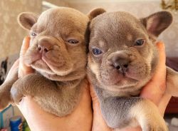 STUNNING ADORABLE FRENCH BULLDOGS