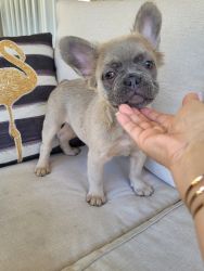 Lilac Fawn Fluffy Frenchie Girl