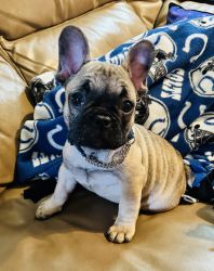 AKC Frenchies Ready for 4ever Homed