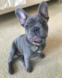 Family Raised French Bulldog Puppies Available