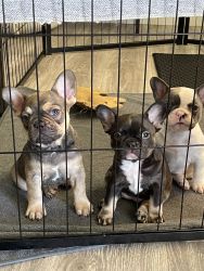 French bulldogs looking for homes