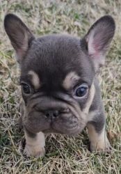 Adorable frenchie puppies