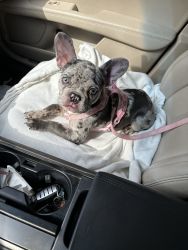 Merle frenchie female for sell