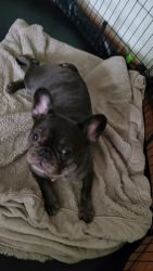 8 month old Blue French Bulldog puppy