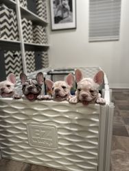New Frenchie Litter!!!!