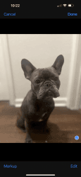 French bulldogs for sale AKC registered