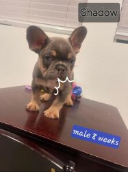 Frenchie for rehoming