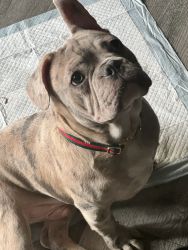 5 month French bull dog