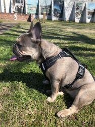 Eight Months old female frenchie
