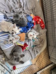 AKC Registered French Bull Dog Puppies ready for their new home!
