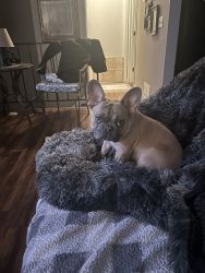 French bulldog, nine months old male