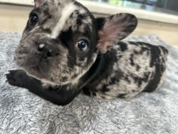 4 Merle and 2 gray Frenchies Available