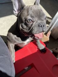 Two female Frenchie 5 months