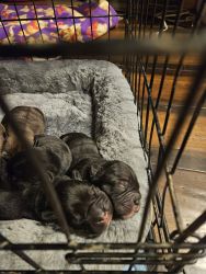 3 females 1 male Rope Nose French Bulldogs