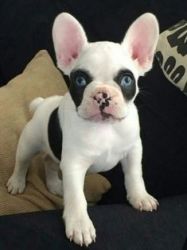 ADORABLE FRENCHIES AVAILABLE