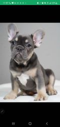 Akc registered french bulldogs