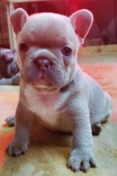 Adorable Frenchy Puppy For Sale