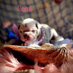Coral - AKC Lilac Merle