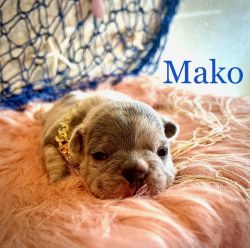 Mako - AKC Lilac Merle Boy